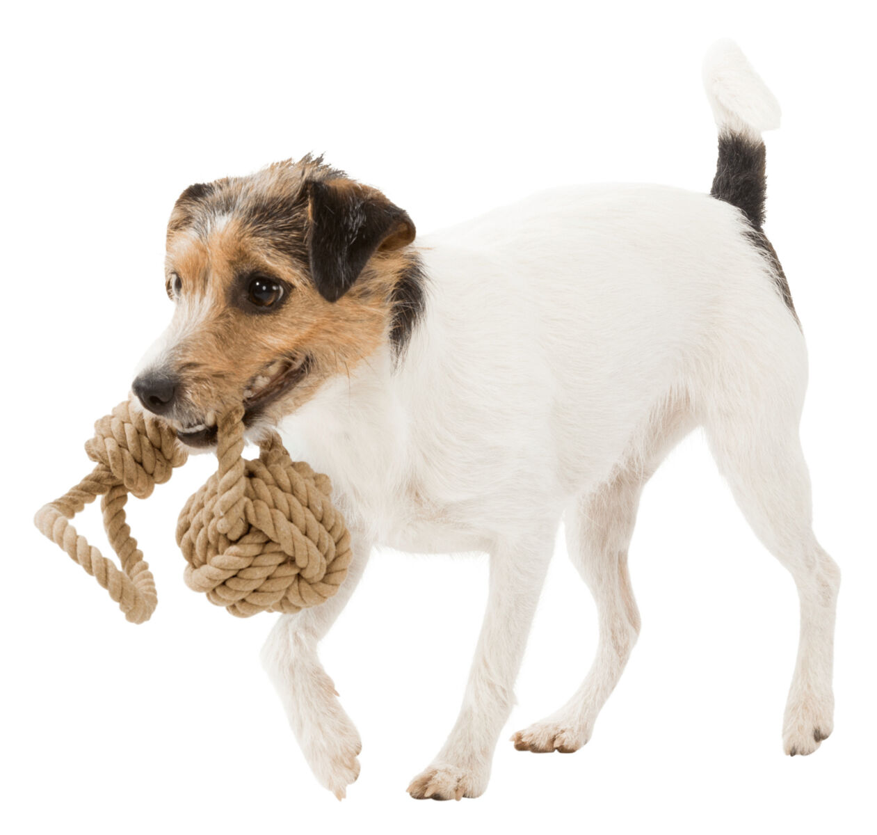 Trixie BE NORDIC Playing Rope with Woven-in Ball Toy for Dogs